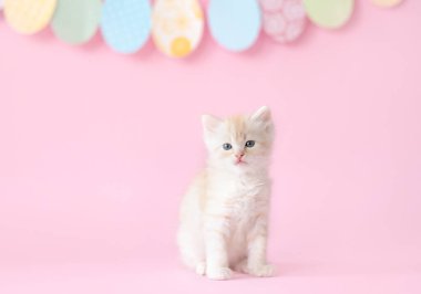 Pembe arka planda sevimli kırmızı bir kedi yavrusu. Kedi yavrularının komik fotoğrafı.