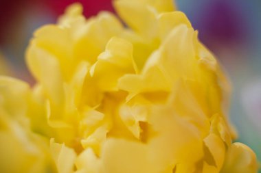 sarı çiçek aster yakın çekim