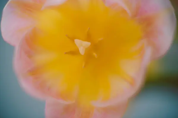 Nahaufnahme Von Gelben Blume Aster — Stockfoto