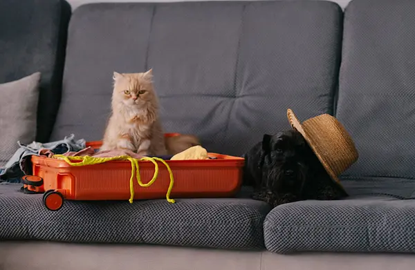 Travel concept with pets sitting on suitcase. life with animals concept - wanderlust people traveling the world