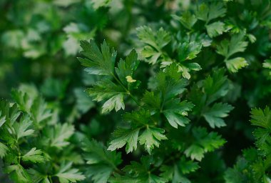 Maydanoz bahçede yetişir. Yeşil maydanoz yaprakları