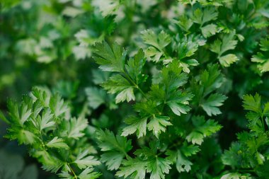 Maydanoz bahçede yetişir. Yeşil maydanoz yaprakları