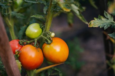 ripening golden and orange colored fruits growing in clusters in an organic summer garden clipart