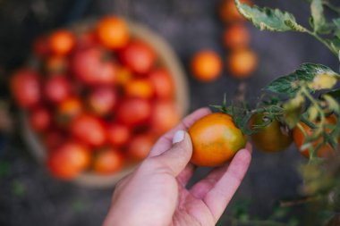 Bir kasede taze toplanmış farklı domatesler.