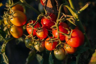 Olgun domates dalı. Domates hasadı