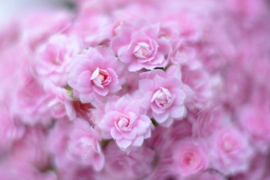 Kırmızı ve pembe güllerin arkaplanı, Çiçeklerin duvar arkaplanı