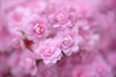 Pembe güllerin arkaplanı, çiçek duvarları arka plan, düğün dekorasyonu.