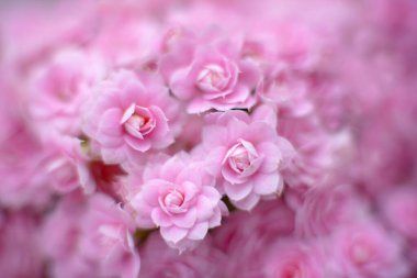 Pembe güllerin arkaplanı, çiçek duvarları arka plan, düğün dekorasyonu.