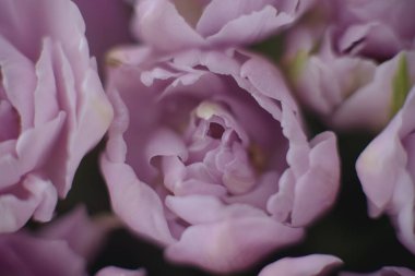 Lale çiçeğine yaklaş. Uyum