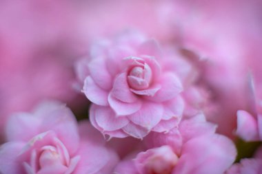 Pembe güllerin arkaplanı, çiçek duvarları arka plan, düğün dekorasyonu.