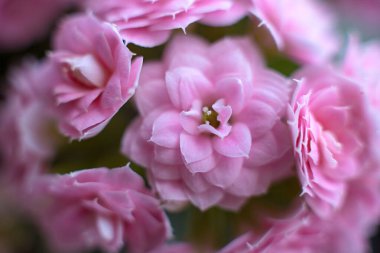 Pembe güllerin arkaplanı, çiçek duvarları arka plan, düğün dekorasyonu.