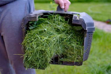Baharda çim biçme makinesiyle çim biçmek. Gübrenin içinde biçilmiş çimen olan kap.