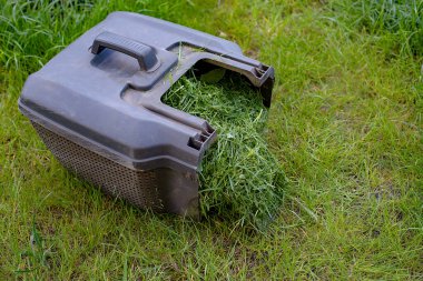 Baharda çim biçme makinesiyle çim biçmek. Gübrenin içinde biçilmiş çimen olan kap.