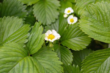 Baharda beyaz çilek çiçeği