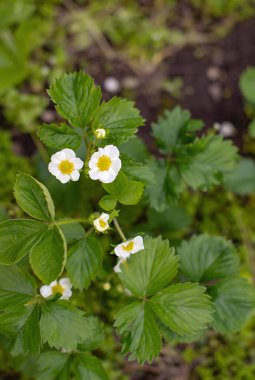 Baharda beyaz çilek çiçeği