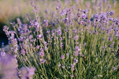 Provence adlı bir alanda çiçek açan lavanta arıya