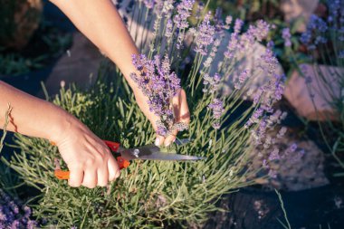 Çiçek açarken bahçede bir parça lavanta.