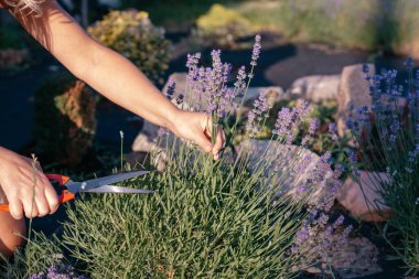 Çiçek açarken bahçede bir parça lavanta.