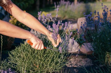 Çiçek açarken bahçede bir parça lavanta.