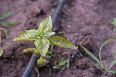 Taze bahçe bitkileri. Bahçede büyüyen yeşil fesleğen