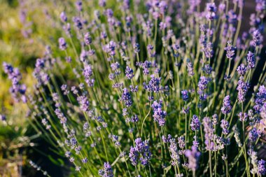 Bahçede açan lavanta.