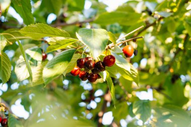 Olgun tatlı kiraz bir ağaç dalı büyümek