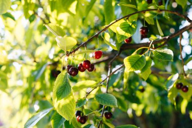 Olgun tatlı kiraz bir ağaç dalı büyümek