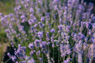 Bahçede açan lavanta.