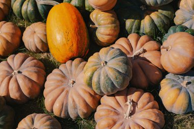 Balkabağı toplama. Cadılar Bayramı hazırlığı. Şükran Günü