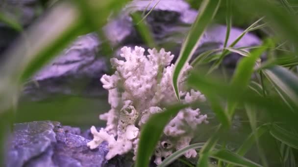 Fehér Korallkő Közelsége Előtérben Folyó Víz Háttérben Fürdőcsendélet Szép Háttér — Stock videók