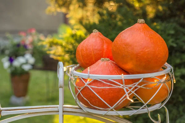 Güneşli bahçede hokkaido balkabaklarıyla sonbahar natürmortları. Arka planda çiçekler var. Sonbahar hasadı, Şükran Günü, Cadılar Bayramı konsepti. Beyaz sepetteki olgun balkabaklarına yakın çekim. Metin için yer.
