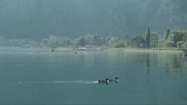 Twee Eenden Zwemmen Baai Bij Zonsopgang Hoge Kwaliteit Beeldmateriaal — Stockvideo