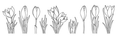 Çizim çiçek koleksiyonu. Crocus çizgisi sanat illüstrasyonu. Klasik botanik karalama seti. Vektör çiçek tasarımı elementleri. Dövme için el çizimi minimalist çiçekler. Basit kır çiçekleri. 