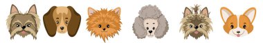 Küçük cins köpek kafası koleksiyonu. Düz stil köpek tasviri. İzole çizimler beyaza ayarlandı