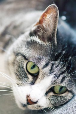 Tabby kedisi (gri ve beyaz renk) paspasın üzerinde yatar