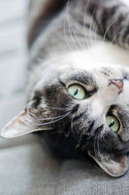 Tabby kedisi (gri ve beyaz renk) paspasın üzerinde yatar