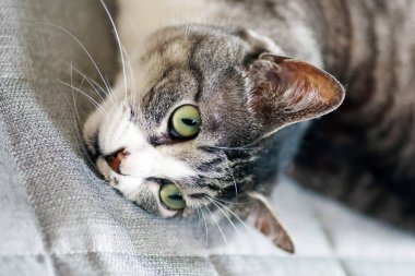 Tabby kedisi (gri ve beyaz renk) paspasın üzerinde yatar