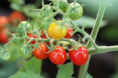 Ev Sebze Bahçesinde Yaz Sebzeleri, Kırmızı Renkli Mini Domatesler