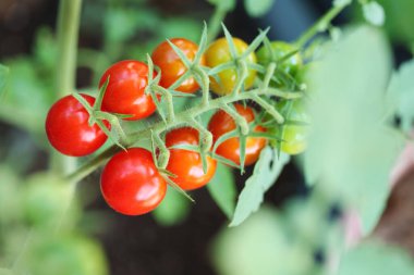 Ev Sebze Bahçesinde Yaz Sebzeleri, Kırmızı Renkli Mini Domatesler