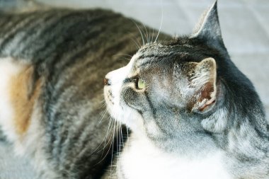 Uskumru kaplan kedi (tekir kedi) yerde dinleniyor.