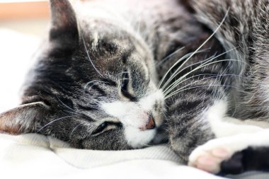 Uskumru kaplan kedi (tekir kedi) yatakta kıvrılıp uyuyor.