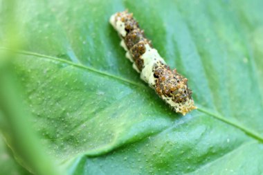 Kırlangıç larvası (Tırtıl) limon yaprağıyla beslenir.