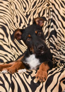 Güzel melez yavru köpek hayvan desenli sandalyede yatıyor. Evlat edinme alışveriş yapmaz