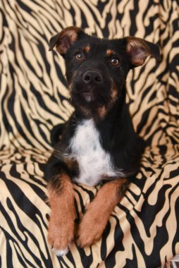 Güzel melez yavru köpek hayvan desenli sandalyede yatıyor. Evlat edinme alışveriş yapmaz