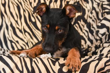 Güzel melez yavru köpek hayvan desenli sandalyede yatıyor. Evlat edinme alışveriş yapmaz