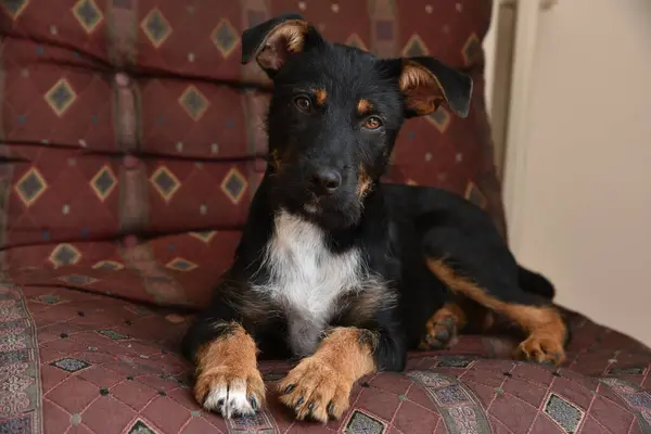 stock image beautiful adopted mixed breed puppy dog with brown eyes laying on colorful red chair.  adopt do not shop