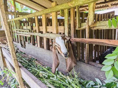 Keçi. Bir hayvan ağılında yeşil yapraklar ve çimenler yerken Endonezyalı bir keçinin portresi