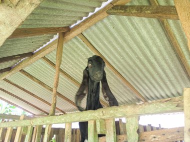 Keçi. Bir hayvan ağılında yeşil yapraklar ve çimenler yerken Endonezyalı bir keçinin portresi