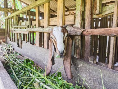 Keçi. Bir hayvan ağılında yeşil yapraklar ve çimenler yerken Endonezyalı bir keçinin portresi