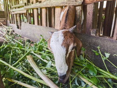 Keçi. Bir hayvan ağılında yeşil yapraklar ve çimenler yerken Endonezyalı bir keçinin portresi